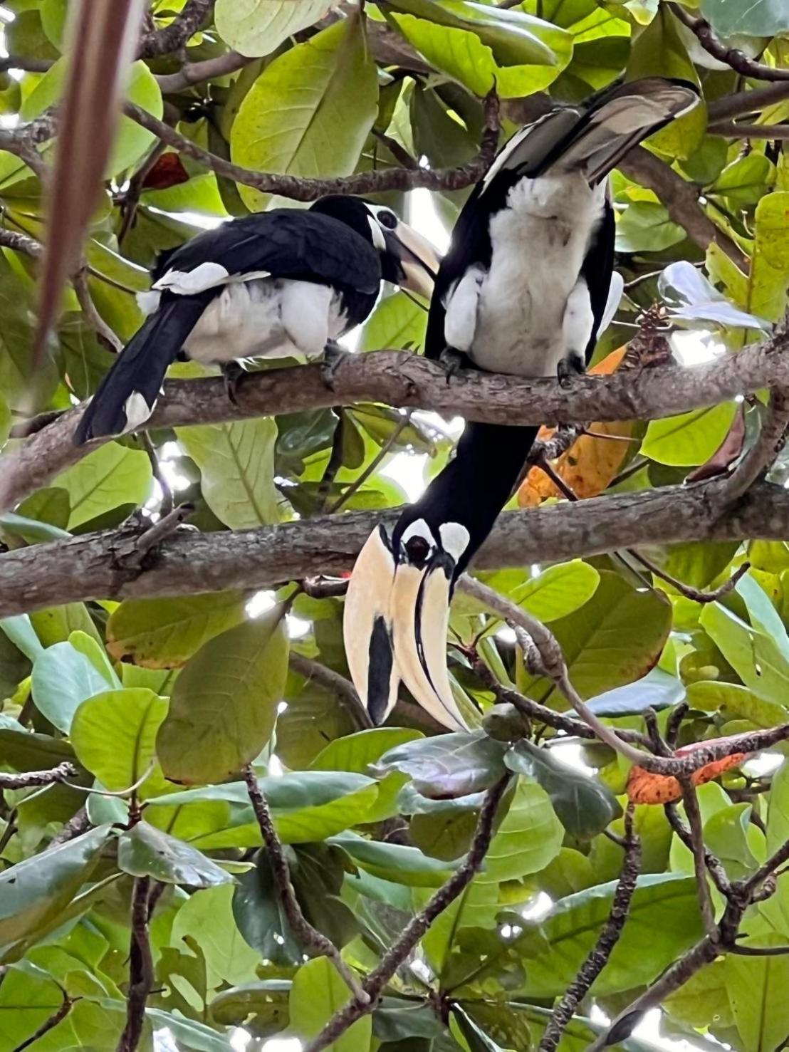 Ban Ko Nok Taphao Koh Phaluai Beach Bangalow מראה חיצוני תמונה